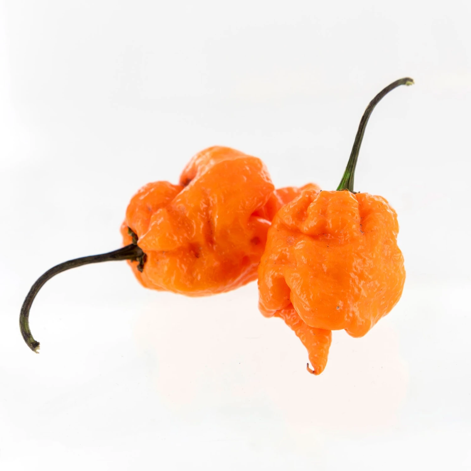 Orange Carolina Reaper Pepper Seeds(Orange Carolina Reaper Pepper Seeds) 4 Orange Carolina Reaper Pepper Seeds(Orange Carolina Reaper Pepper Seeds) - Image 2