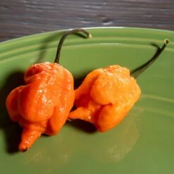 Orange Carolina Reaper Pepper Seeds(Orange Carolina Reaper Pepper Seeds) 8 Orange Carolina Reaper Pepper Seeds(Orange Carolina Reaper Pepper Seeds) -Pepper Joe shop Orange Carolina Reaper.03