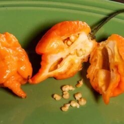 Orange Carolina Reaper Pepper Seeds(Orange Carolina Reaper Pepper Seeds) 9 Orange Carolina Reaper Pepper Seeds(Orange Carolina Reaper Pepper Seeds) -Pepper Joe shop Orange Carolina Reaper.04
