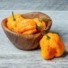 Scotch Brain Strain Orange Pepper Seeds(Scotch Brain Strain Orange Pepper Seeds) -Pepper Joe shop OrangeBrain