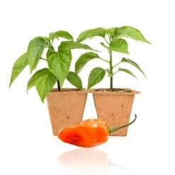 Live Orange Habanero Pepper Plants - High-Yield Garden Seedlings