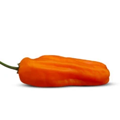 Front Page -Pepper Joe shop OrangeJalapeno