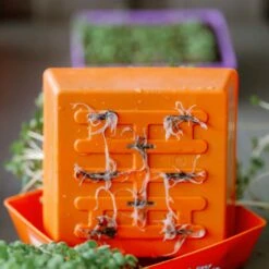 5X5 Shallow Microgreen Trays(5x5 Shallow Microgreen Trays) 34 5X5 Shallow Microgreen Trays(5x5 Shallow Microgreen Trays) -Pepper Joe shop OrangeMicrogreensTray5x5