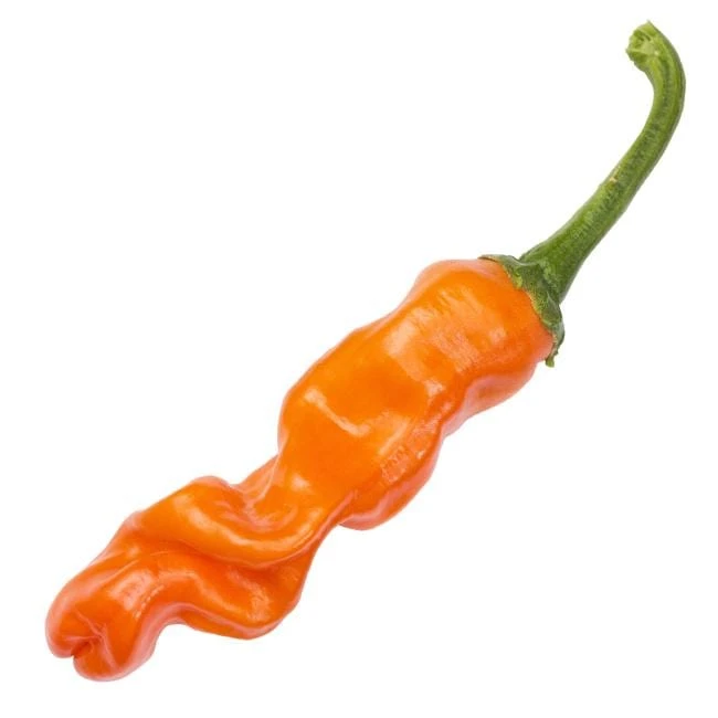 Orange Peter Pepper Seeds (Non-Isolated)(Orange Peter Pepper) 4 Orange Peter Pepper Seeds (Non-Isolated)(Orange Peter Pepper) - Image 2