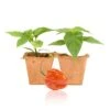 Live Orange Scotch Bonnet Pepper Plants for Spicy Caribbean Flavor 2 Live Orange Scotch Bonnet Pepper Plants for Spicy Caribbean Flavor -Pepper Joe shop OrangeScotch