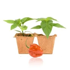 Live Orange Scotch Bonnet Pepper Plants for Spicy Caribbean Flavor