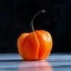 Orange Scotch Bonnet Hot Pepper Seeds(Orange Scotch Bonnet) 1 Orange Scotch Bonnet Hot Pepper Seeds(Orange Scotch Bonnet) -Pepper Joe shop OrangeScotchBonnet1