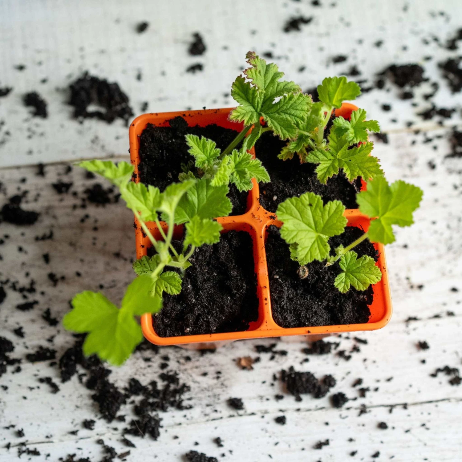 4 Cell Plug Tray Inserts(4 Cell Plug Tray Inserts) 22 4 Cell Plug Tray Inserts(4 Cell Plug Tray Inserts) - Image 20