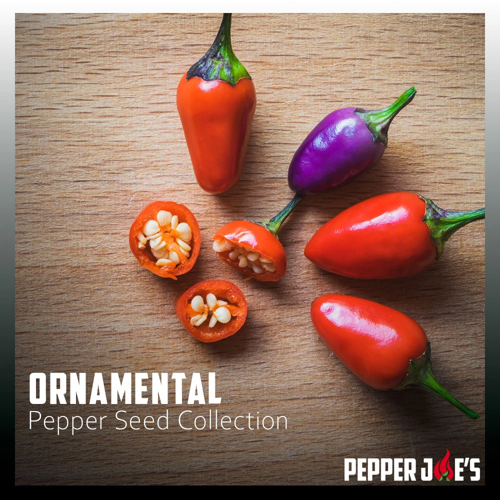 Ornamental Pepper Seed Collection(Ornamental Pepper Seed Collection) 4 Ornamental Pepper Seed Collection(Ornamental Pepper Seed Collection) - Image 2