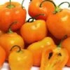 Orange Rocoto Pepper Seeds(Orange Rocoto Pepper Seeds) 2 Orange Rocoto Pepper Seeds(Orange Rocoto Pepper Seeds) -Pepper Joe shop P1117