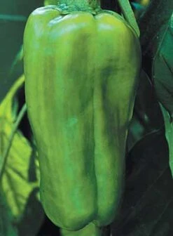 Big Bertha Pepper Seeds(Big Bertha Pepper Seeds)