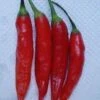 Dedo De Moca Pepper Seeds(Dedo De Moca Pepper Seeds) -Pepper Joe shop P2825