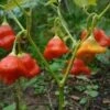 Cambuci Pepper Seeds(Cambuci Pepper Seeds) -Pepper Joe shop P2936