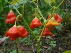 Cambuci Pepper Seeds(Cambuci Pepper Seeds)
