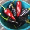 Czech Black Pepper Seeds(Czech Black Pepper Seeds) -Pepper Joe shop P3759