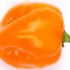 Sweet Imposter Pepper Seeds(Sweet Imposter Pepper Seeds) -Pepper Joe shop P3987
