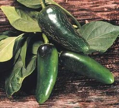 Mucho Nacho F1 Pepper Seeds(Mucho Nacho F1 Pepper Seeds)