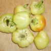 Apple Hungarian Pepper Seeds(Apple Hungarian Pepper Seeds) 2 Apple Hungarian Pepper Seeds(Apple Hungarian Pepper Seeds) -Pepper Joe shop P4450