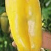 Super Heavyweight F1 Pepper Seeds(Super Heavyweight F1 Pepper Seeds) -Pepper Joe shop P4768
