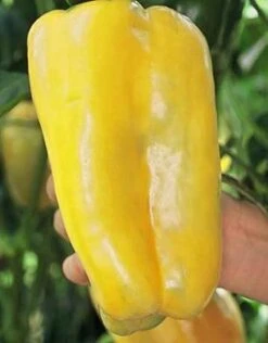Super Heavyweight F1 Pepper Seeds(Super Heavyweight F1 Pepper Seeds)