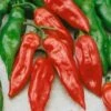 Habanero Mayan Red Pepper Seeds(Habanero Mayan Red Pepper Seeds) -Pepper Joe shop P4920