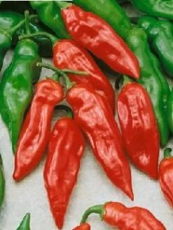 Habanero Mayan Red Pepper Seeds(Habanero Mayan Red Pepper Seeds)