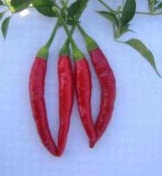Red Hot Chili Pepper Seeds(Red Hot Chili Pepper Seeds)