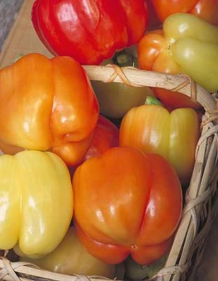 Blushing Beauty F1 Pepper Seeds(Blushing Beauty F1 Pepper Seeds) 3 Blushing Beauty F1 Pepper Seeds(Blushing Beauty F1 Pepper Seeds)