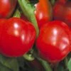 Pimiento Elite F1 Pepper Seeds(Pimiento Elite F1 Pepper Seeds)