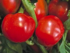 Pimiento Elite F1 Pepper Seeds(Pimiento Elite F1 Pepper Seeds)
