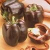 Chocolate Beauty Pepper Seeds(Chocolate Beauty Pepper Seeds) -Pepper Joe shop P5523