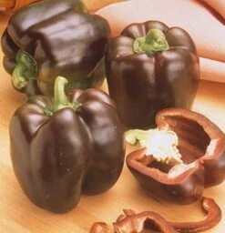 Chocolate Beauty Pepper Seeds(Chocolate Beauty Pepper Seeds)