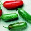 Tam Jalapeno Pepper Seeds(Tam Jalapeno Pepper Seeds) 1 Tam Jalapeno Pepper Seeds(Tam Jalapeno Pepper Seeds) -Pepper Joe shop P6718