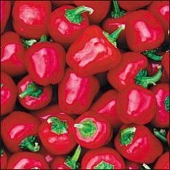 Baby Red Pepper Seeds(Baby Red Pepper Seeds)