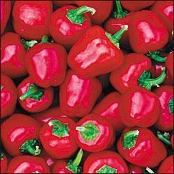 Baby Red Pepper Seeds(Baby Red Pepper Seeds) 3 Baby Red Pepper Seeds(Baby Red Pepper Seeds)