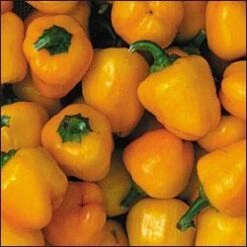 Baby Yellow Pepper Seeds(Baby Yellow Pepper Seeds)