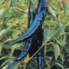 Pasilla Pepper Seeds(Pasilla Pepper Seeds) 1 Pasilla Pepper Seeds(Pasilla Pepper Seeds) -Pepper Joe shop P6824