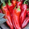 Mama Mia Rosso F1 Pepper Seeds(Mama Mia Rosso F1 Pepper Seeds) -Pepper Joe shop P6992