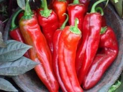 Mama Mia Rosso F1 Pepper Seeds(Mama Mia Rosso F1 Pepper Seeds)