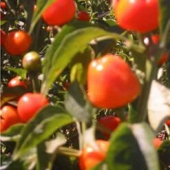 Mexibell Improved F1 Pepper Seeds(Mexibell Improved F1 Pepper Seeds)
