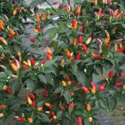 NuMex Twilight Pepper Seeds(Numex Twilight Pepper Seeds)