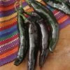 Holy Mole Pepper Seeds(Holy Mole Pepper Seeds) -Pepper Joe shop P7306
