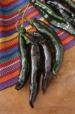 Holy Mole Pepper Seeds(Holy Mole Pepper Seeds)