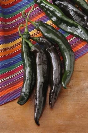 Holy Mole Pepper Seeds(Holy Mole Pepper Seeds) 3 Holy Mole Pepper Seeds(Holy Mole Pepper Seeds)