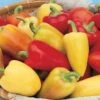 Antohi Romanian Pepper Seeds(Antohi Romanian Pepper Seeds) -Pepper Joe shop P7869