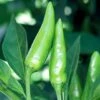 Sport Pepper Seeds(Sport Pepper Seeds) -Pepper Joe shop P8020