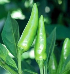 Sport Pepper Seeds(Sport Pepper Seeds)
