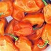 Habanero Magnum Orange Pepper Seeds(Habanero Magnum Orange Pepper Seeds) -Pepper Joe shop P8121