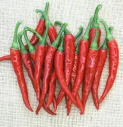 Ring Of Fire Pepper Seeds(Ring Of Fire Pepper Seeds)