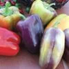 Pinot Noir Pepper Seeds(Pinot Noir Pepper Seeds) 1 Pinot Noir Pepper Seeds(Pinot Noir Pepper Seeds) -Pepper Joe shop P8446